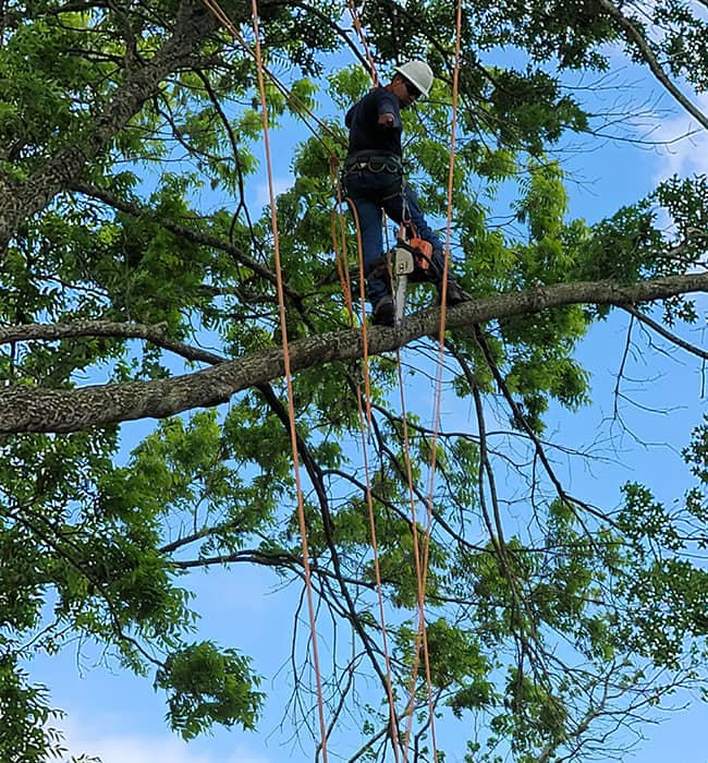All Things Trees Arborist Services