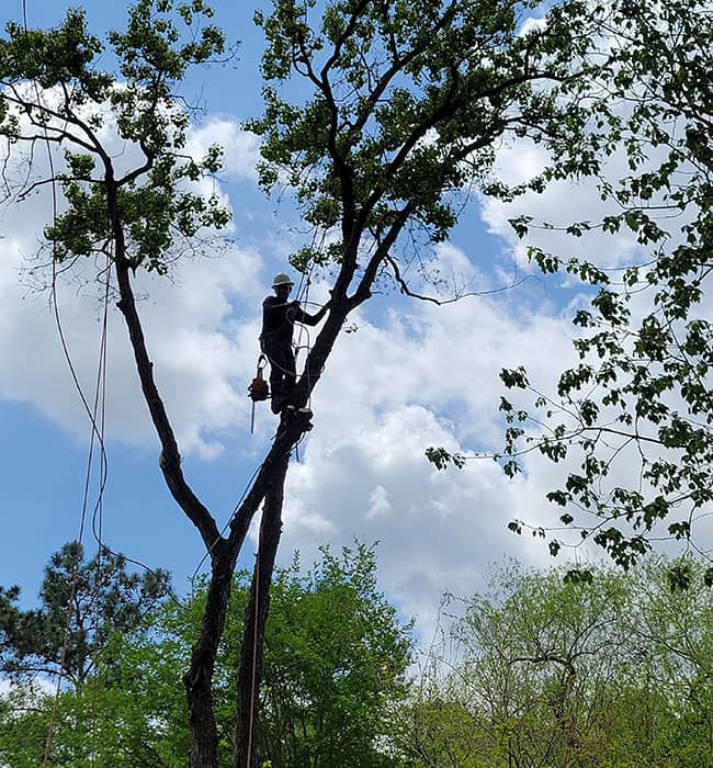 All Things Trees Arborist Services